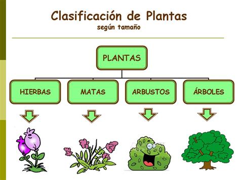 Clasificaci N De Las Plantas