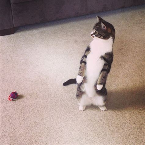15 Cats Who Prefer To Stand Thank You Very Much