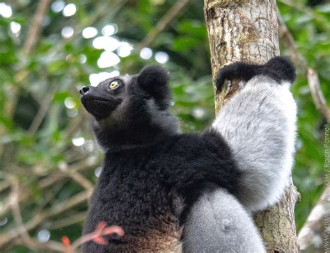 Indri Indri Indri Lemurs Of Madagascar Aqua Firma Wildlife Guides