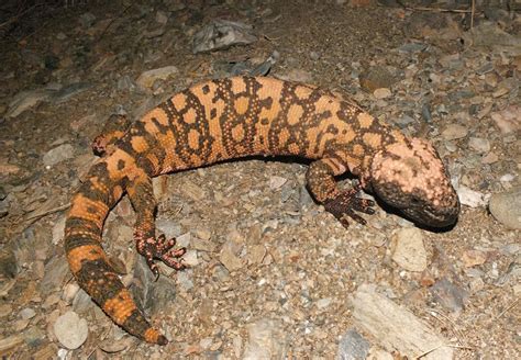 banded gila monster in august 2011 by tony gerard · inaturalist