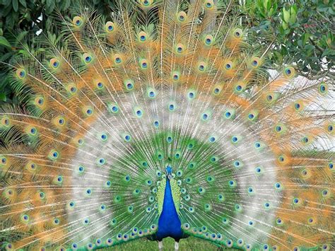🔥 49 Beautiful Peacock Wallpapers Wallpapersafari