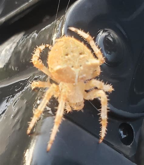 Please Help Identify Ive Never Seen This Type Of Cute Little Spider