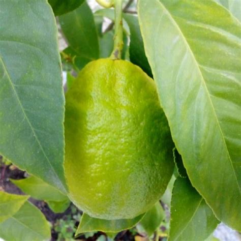 Citrus Limon Syn Citrus X Limonia Lemon Tree Uploaded By David71