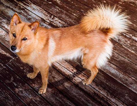Finnish Spitz Breed Info Pics Puppies Traits And Facts Hepper