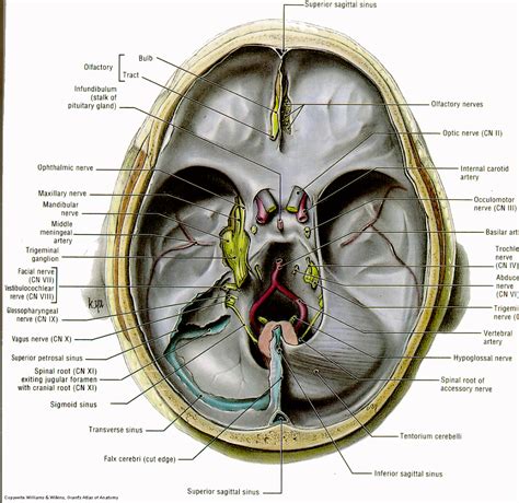 Pin By Sparkelate On Anaesthetics Anatomy Illustration Darth Vader