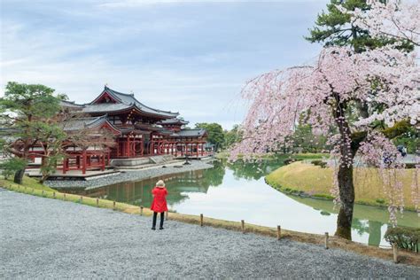 Byodo In Temple In Uji Kyoto Japan During Spring Cherry Blossom In