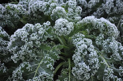 Vegetable garden crops that are most vulnerable to unexpected late spring frosts are young seedlings and the heat loving summer crops. Frost and Freeze Protection for Vegetables | NC State ...