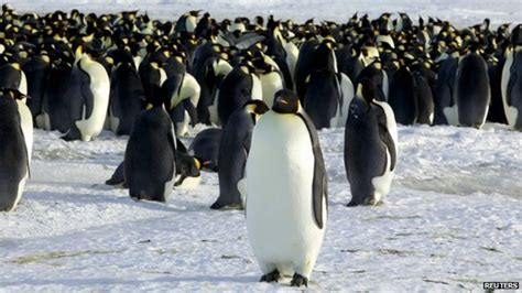 Warming Threat To Emperor Penguins Bbc News