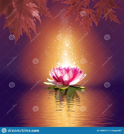 Lotus Flower On Water Closeup Stock Image Image Of Bloom