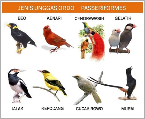 Istimewa 60 Gambar Burung Indonesia Dan Namanya