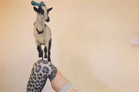 Check spelling or type a new query. Five things you need to know about goat yoga | Dazed Beauty