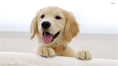 A golden retriever pup yawning. Puppy Wallpapers HD - Wallpaper Cave