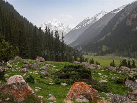 Mountain Valley Covered With Pine Trees With A River In The For Stock