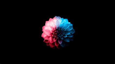 3840x2160 Flower Oled Dark 5k 4k Hd 4k Wallpapers Images Backgrounds