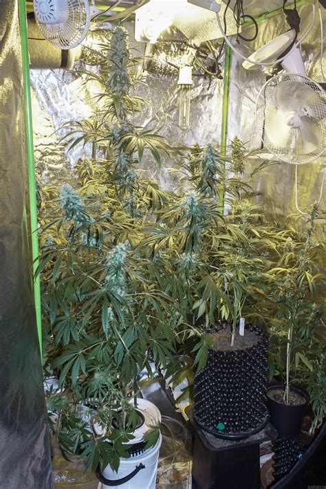 Strain Gallery Zombie Kush Ripper Seeds Pic 12061650778238004 By
