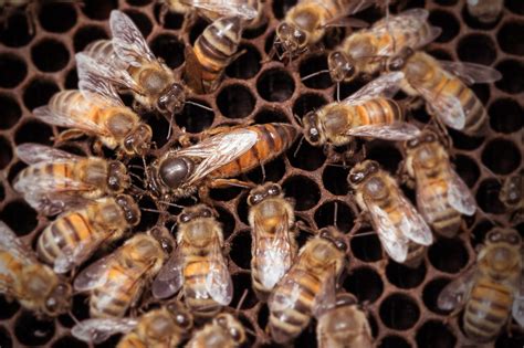 L élevage De Reines D Abeilles à Miel