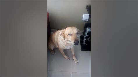 Perro Regañado Y Arrepentido Kamila Youtube