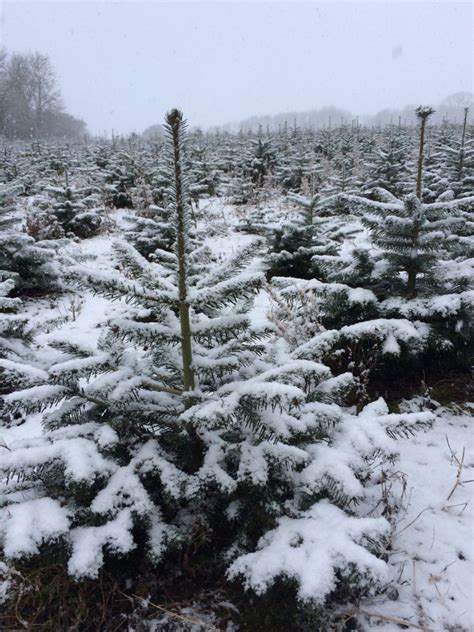 Snowy Trees Warwickshire Christmas Tree Farm