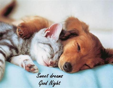 Sweet Dreams Good Night Cute Animals