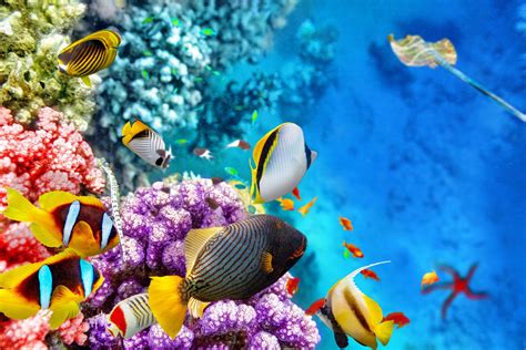 Monitoring The Great Barrier Reef Is A Healthy Reef A Beautiful Reef