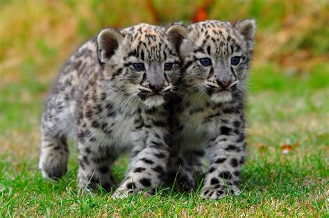 Cats Little Brothers Snow Tiger Cubs Adorable White Leopard Cute