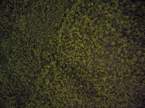 Free Images Forest Grass Texture Leaf Asphalt Pattern Green