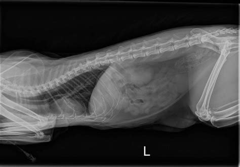 Cat X Ray Pictures