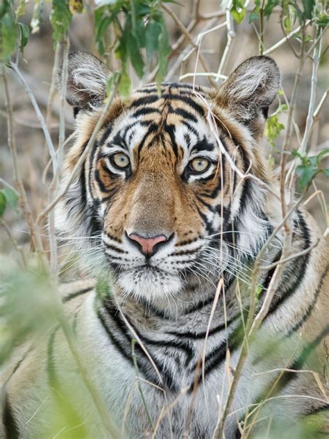 Bengal Tiger Portrait Of The Face Wildlife Photos Prints For Sale