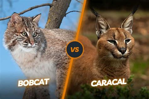 Caracal Vs Bobcat Guide To Differentiate These Two Wild Felines