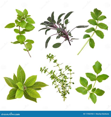 Herb Leaf Selection Stock Photo Image Of Oregano Culinary 11950784