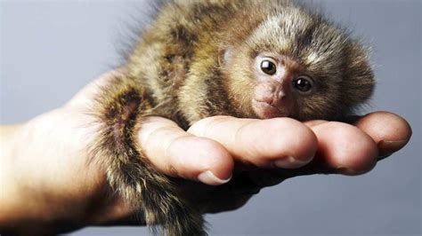 Pygmy Marmoset The Smallest Monkey In The World