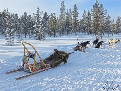 Dog Sledding In Lapland C Ludik