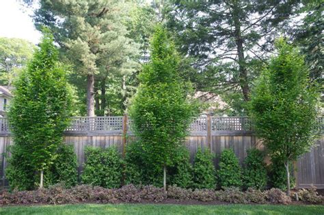 Five Privacy Fence Ideas That Arent Too Loud Fence Plants Fence