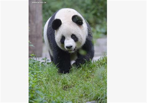 Captive Bred Giant Pandas Return To Wild After Training 3 Chinadaily