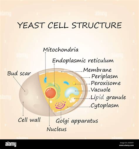 Yeast Cell Structure Hi Res Stock Photography And Images Alamy