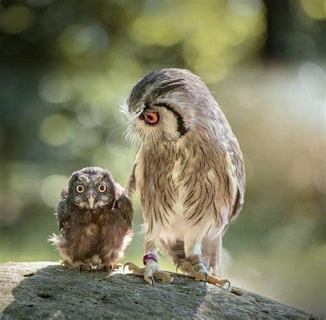 Psbattle Large Owl Eyeing Baby Owl Photoshopbattles