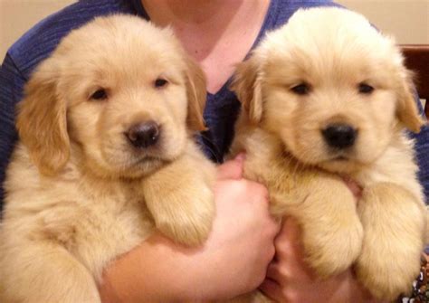 Golden Retriever Puppies For Sale Coventry Ri 73129
