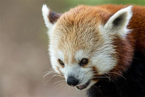 One Of Two Red Panda Cubs At Toronto Zoo Dies A Week After