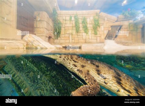 Crocodile Display In Aquarium At Nevada Stock Photo Alamy