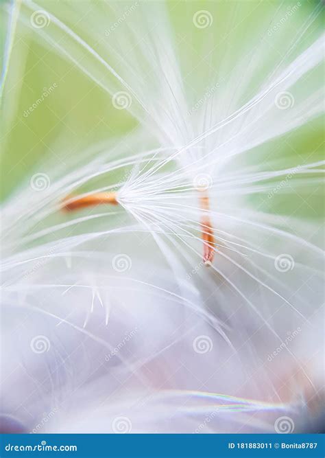 Stamen Of A Dandelion Separate A Bit Of Fluff White Fluff Of A