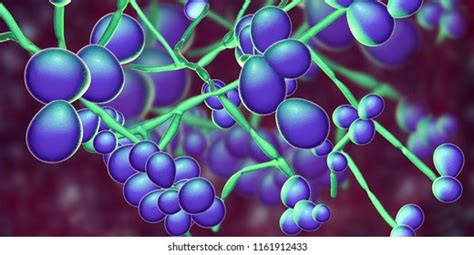 3d Illustration Fungi Candida Causative Agent Stock Illustration