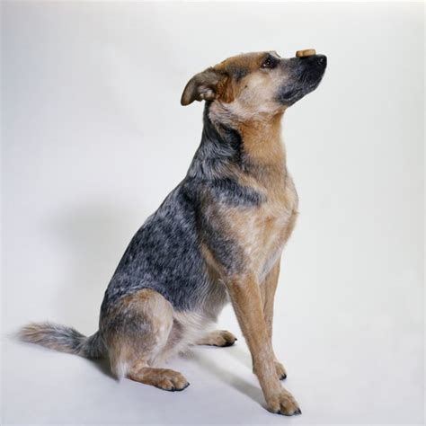 How Smart Is A Lab And Blue Heeler Dog Mix Dog Care