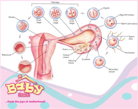 😍 Conception And Implantation How Long After Ovulation Does