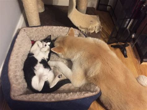 When Boss Cats Occupy Beds That Belong To Dogs