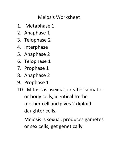 Phases Of Meiosis Worksheet
