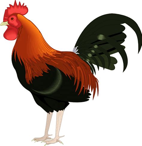 Gambar Ayam Kartun Berwarna