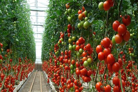 How Much Spacing Should There Be Between Tomato Plants