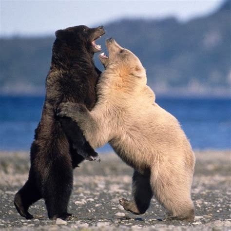 A Blonde Grizzly Bear Fights With A Regularly Coloured One