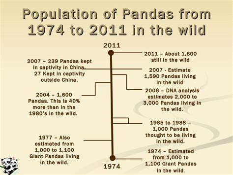 Giant Panda Facts For Kids Learn All About Pandas Kidz