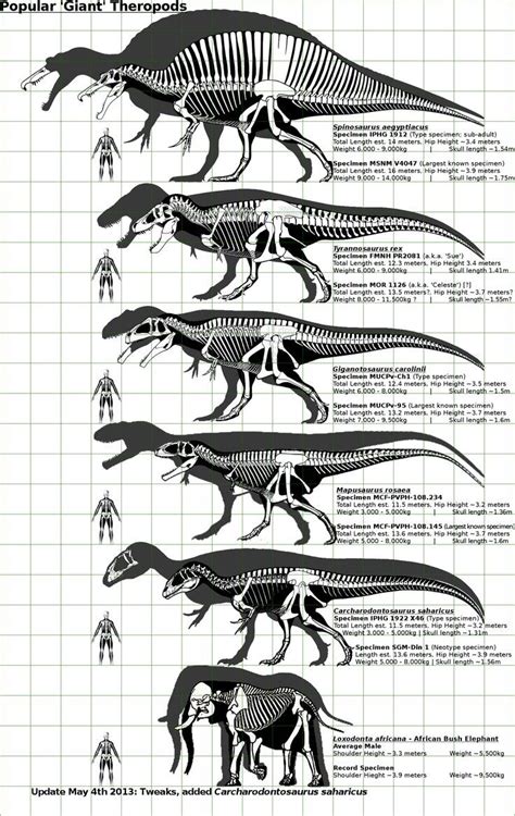 Size Chart For Various Prehistoric Creatures Along With The Largest